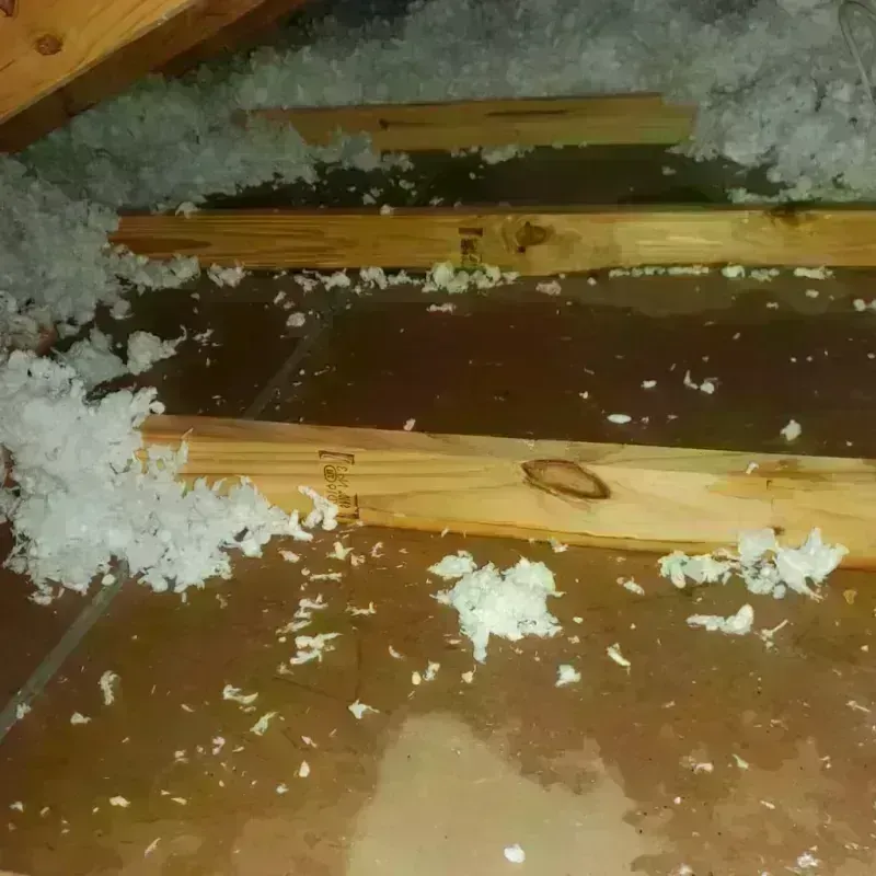 Attic Water Damage in La Coste, TX