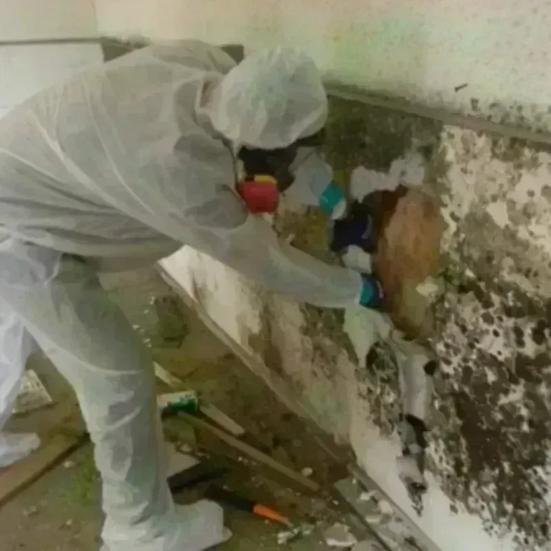 Mold Remediation and Removal in La Coste, TX